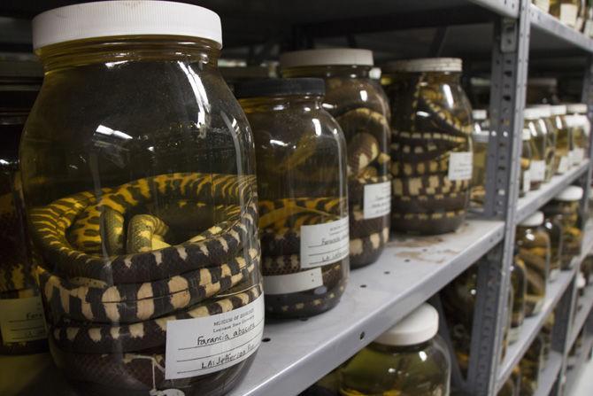 New initiative will "teleport" museum specimens from shelves to the Internet