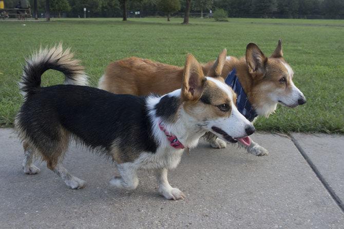 Veterinary school students find camaraderie in corgi club