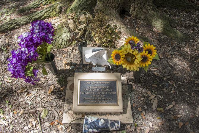 LSU 'Endow an Oak' program aims to preserve beauty of campus