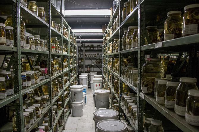 New initiative will "teleport" museum specimens from shelves to the Internet