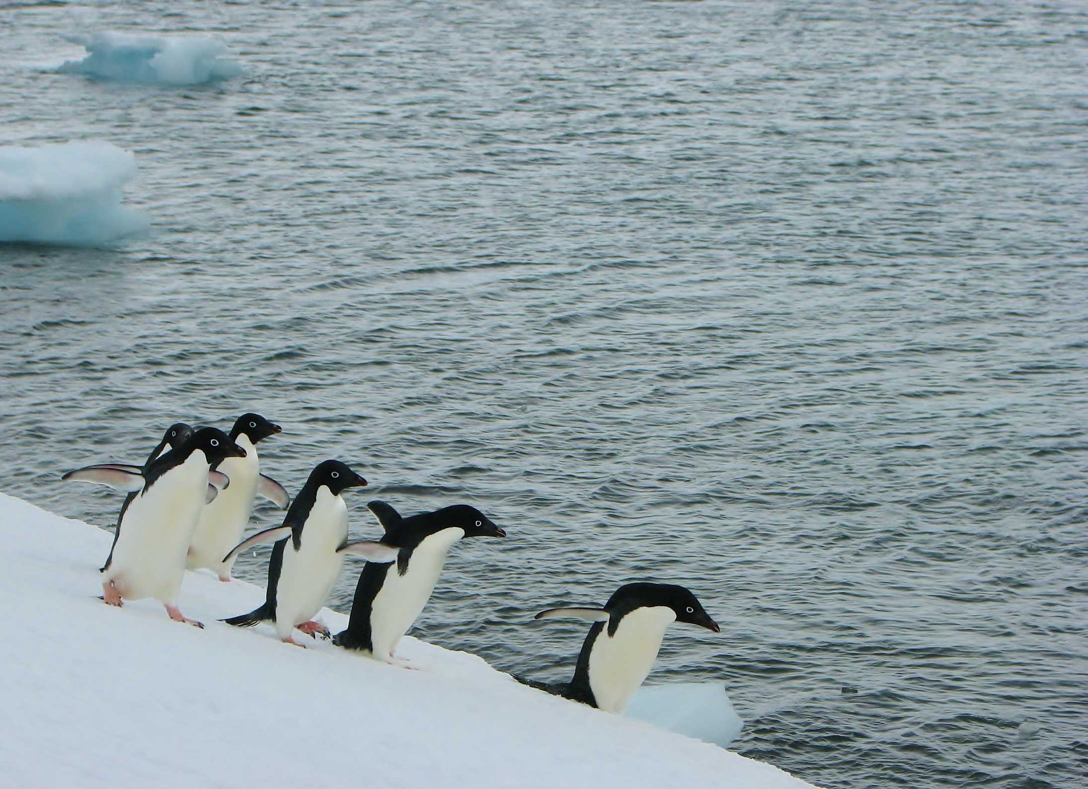 LSU professor analyzes penguin's tail feathers to track migration