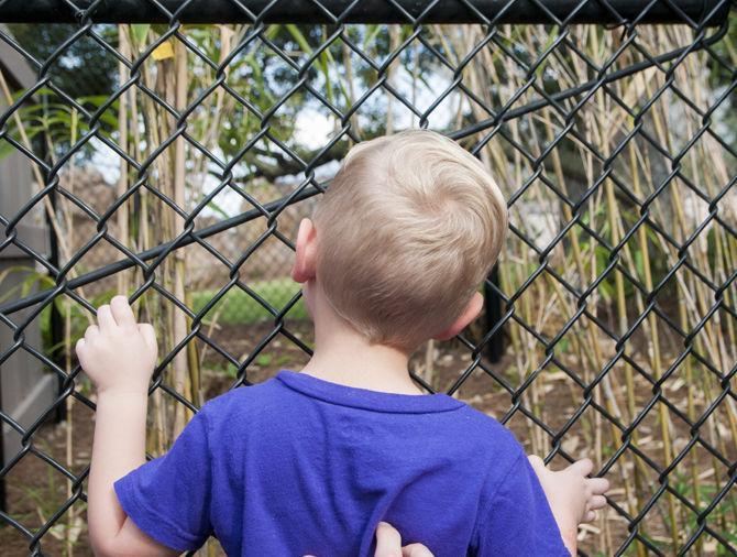 LSU celebrates Mike VII's first birthday