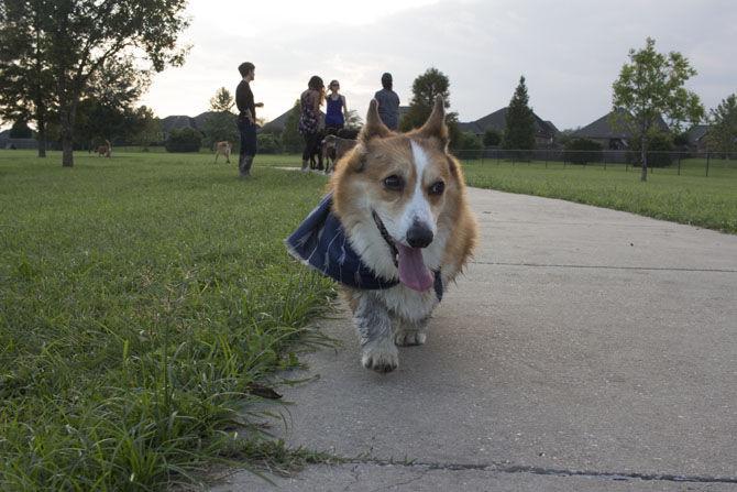 Veterinary school students find camaraderie in corgi club