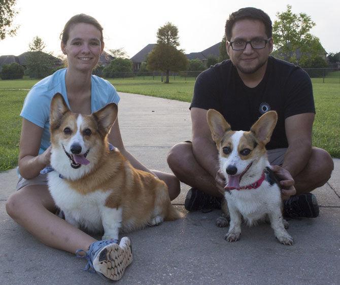 Veterinary school students find camaraderie in corgi club