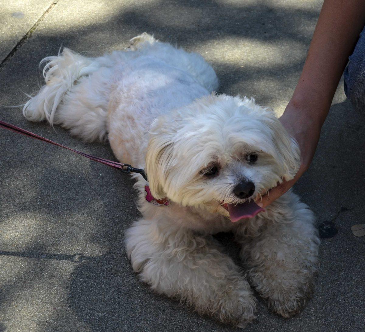 Ginger enjoys the attention from LSU students at Free Speech Plaza on Monday, Sept. 11, 2017.