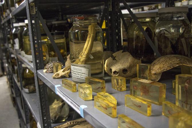 New initiative will "teleport" museum specimens from shelves to the Internet