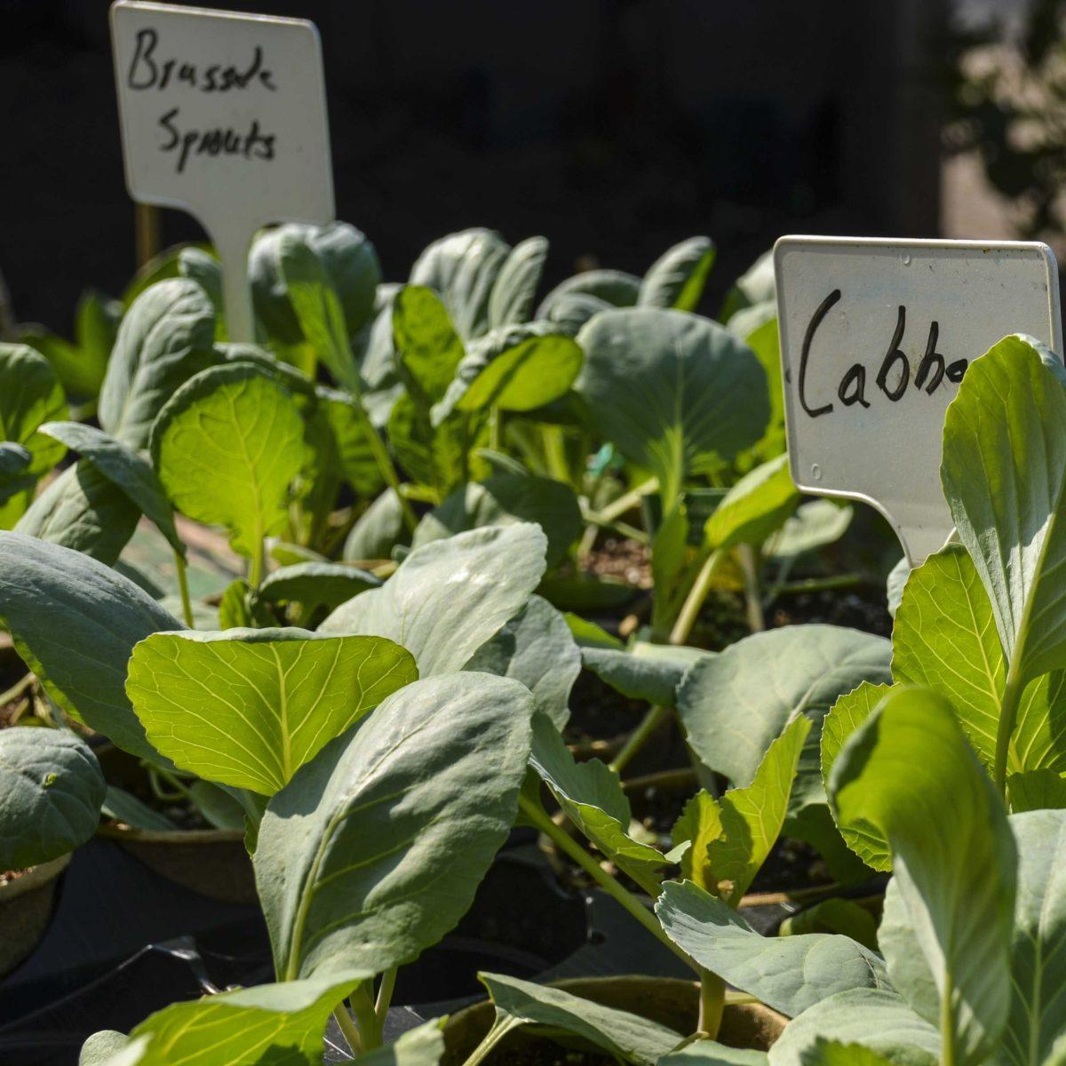 A Mizell Farms vegetable display sits on the sidewalk at Red Stick Farmers Market on Saturday, Sept. 9, 2017.