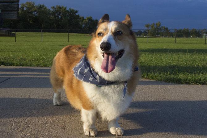 Veterinary school students find camaraderie in corgi club