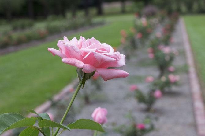 LSU AgCenter Botanic Gardens offer research opportunities, relaxing space for students