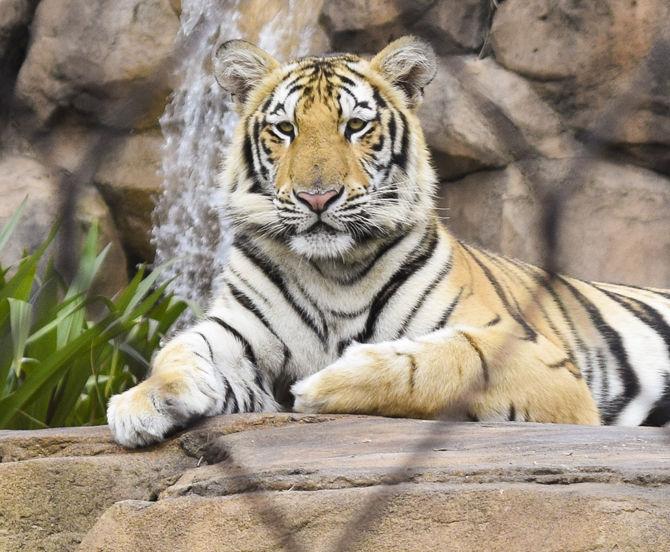 Mike the Tiger perches in his habitat on Wednesday, Sept. 6, 2017, on LSU campus.