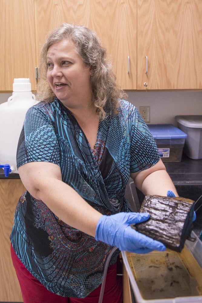 LSU professor among scientists studying underwater forest dating back to the ice ages