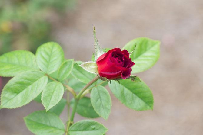 LSU AgCenter Botanic Gardens offer research opportunities, relaxing space for students