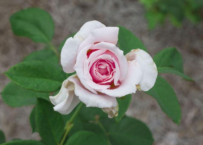 LSU AgCenter Botanic Gardens offer research opportunities, relaxing space for students