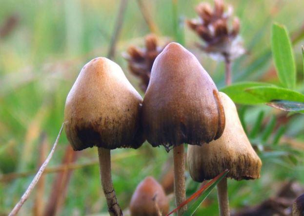 Opinion: U.S. should consider use of psilocybin for depression treatment