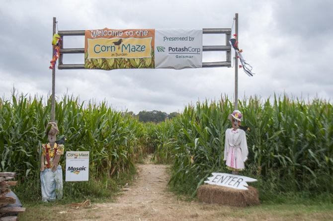 LSU AgCenter Botanic Gardens host a family friendly Corn Maze, hosted by LSU AgCenter Botanic Gardens, on Saturday, Oct. 24, 2015 at the LSU Burden Museum &amp; Gardens.