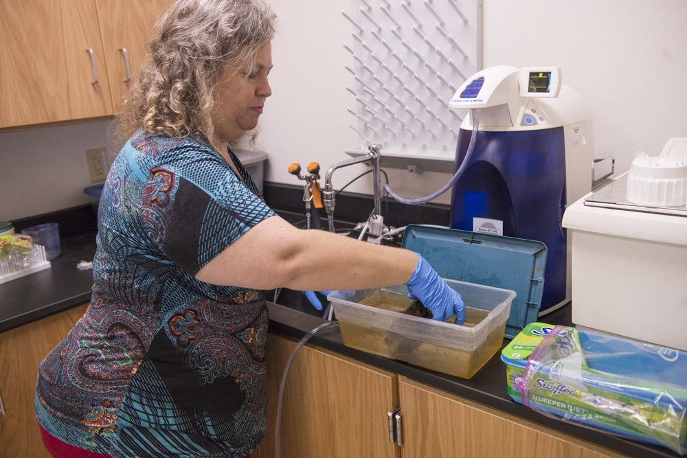 LSU professor among scientists studying underwater forest dating back to the ice ages