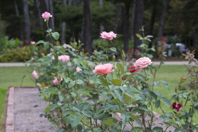 LSU AgCenter Botanic Gardens offer research opportunities, relaxing space for students