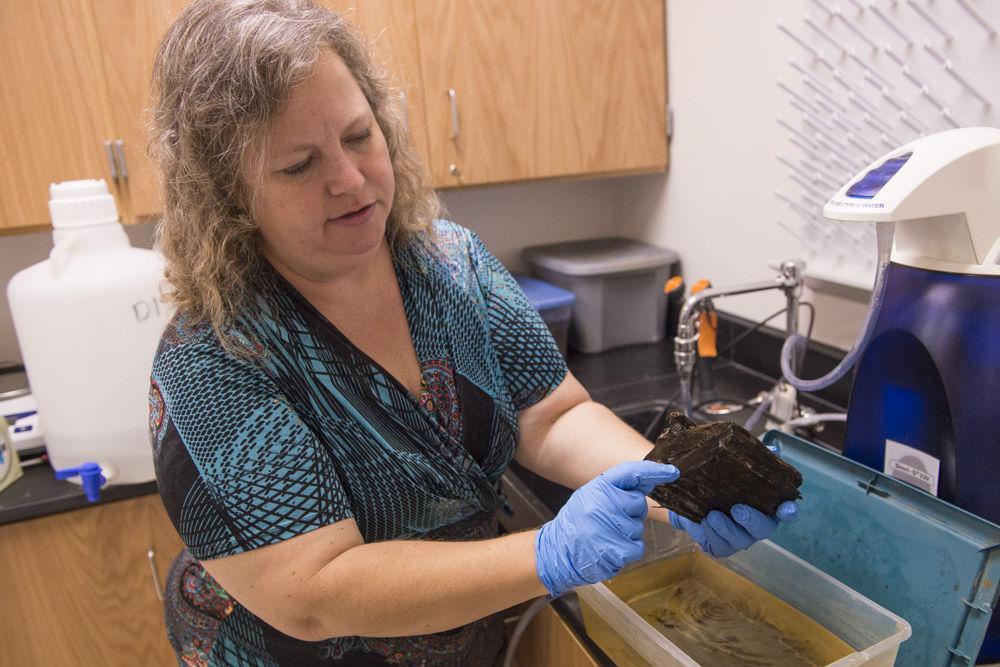 LSU professor among scientists studying underwater forest dating back to the ice ages