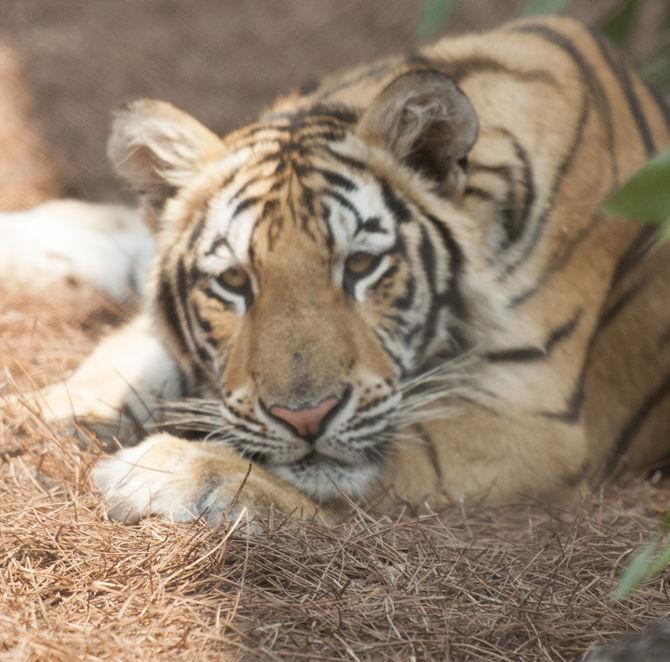 Mike the Tiger sits in his habitat on Wednesday, Sept. 6, 2017, on LSU campus.