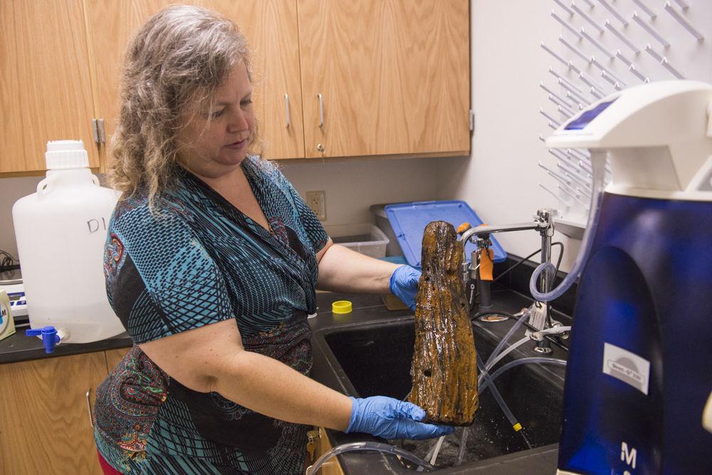 LSU professor among scientists studying underwater forest dating back to the ice ages