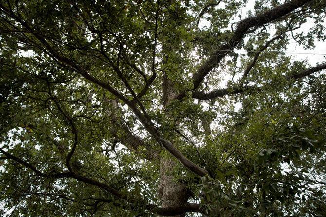 A live oak tree sits in the Enchanted Forest behind the Greek Theatre on Tuesday, Sept. 26, 2017.