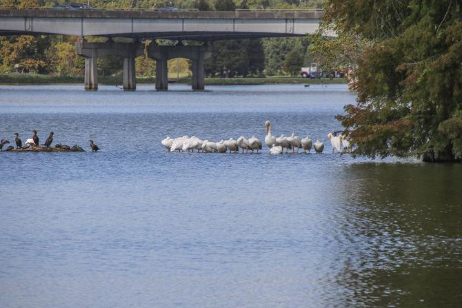 American white pelicans return to LSU Lakes, stir excitement