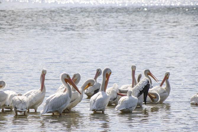 American white pelicans relax in the University Lakes on Monday, Nov. 6, 2017 on East Lakeshore Drive.