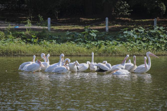 American white pelicans return to LSU Lakes, stir excitement