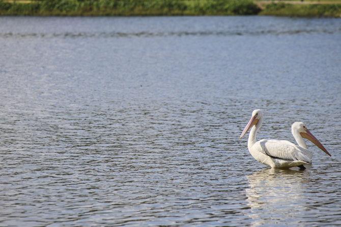 American white pelicans return to LSU Lakes, stir excitement