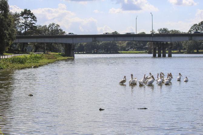 American white pelicans return to LSU Lakes, stir excitement