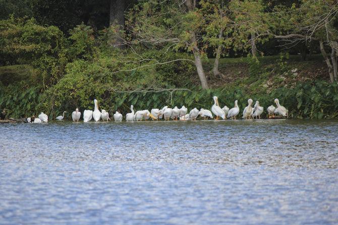 American white pelicans return to LSU Lakes, stir excitement