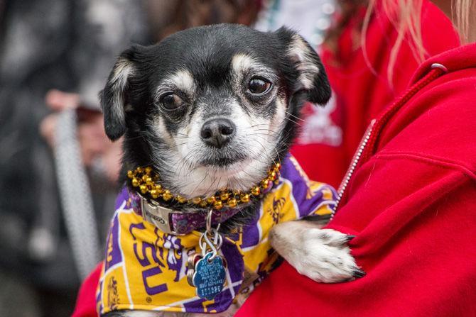 PHOTOS: Bark in the Park