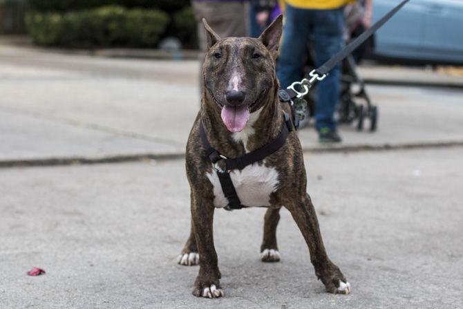 PHOTOS: Bark in the Park