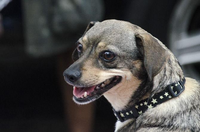 PHOTOS: Bark in the Park