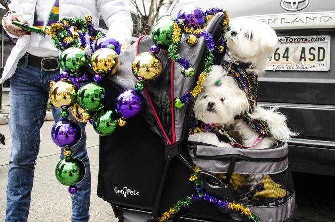 PHOTOS: Bark in the Park