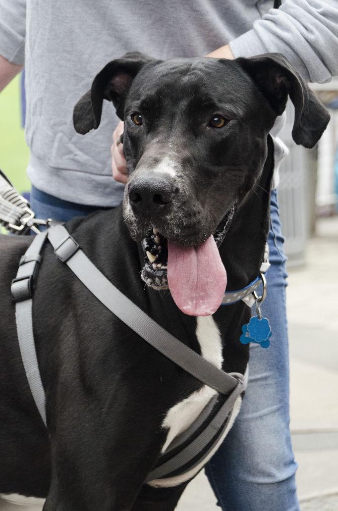 PHOTOS: Bark in the Park