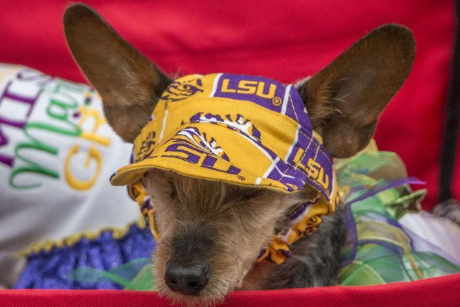 PHOTOS: Bark in the Park