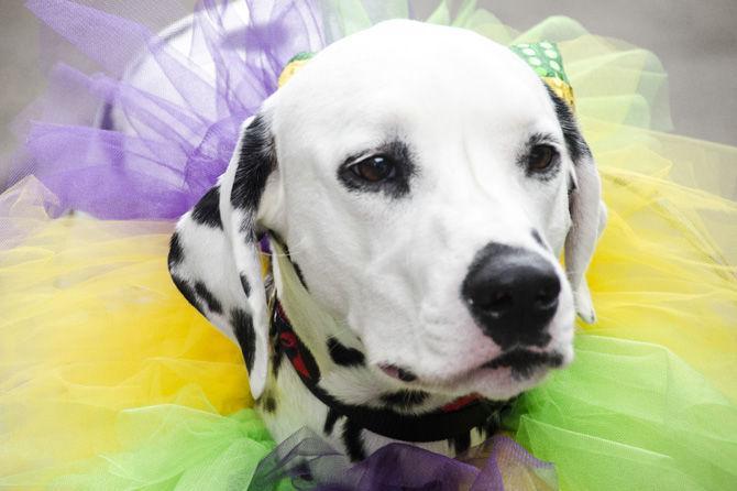 PHOTOS: Bark in the Park