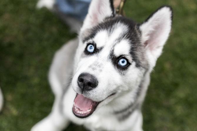 PHOTOS: Bark in the Park