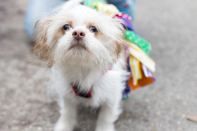 PHOTOS: Bark in the Park