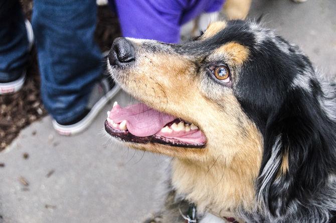 PHOTOS: Bark in the Park