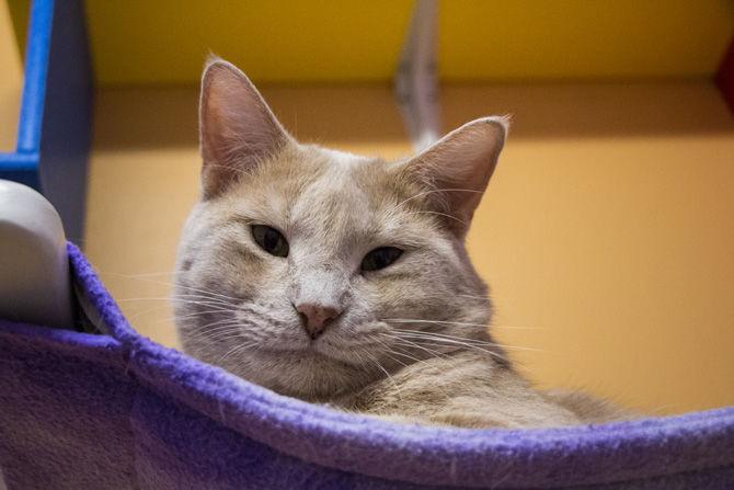 PHOTOS: Cat Haven Adoption Day