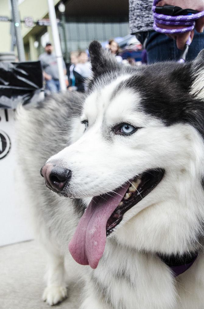 PHOTOS: Bark in the Park