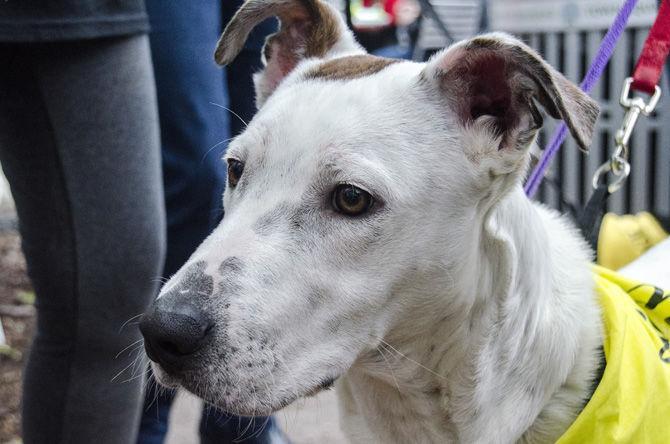 PHOTOS: Bark in the Park