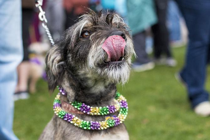 PHOTOS: Bark in the Park