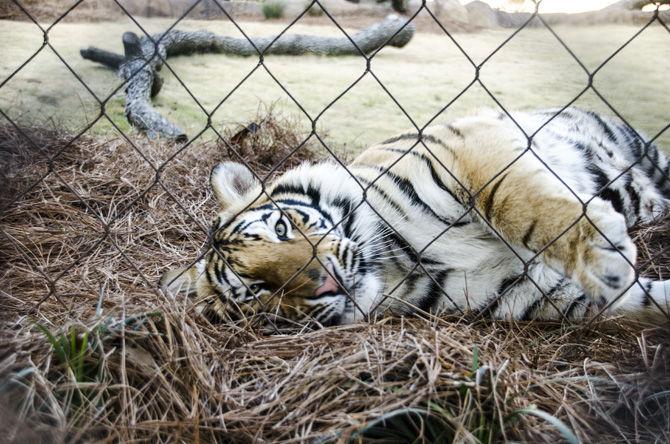 Mike the Tiger enjoys the cold weather on Sunday, Jan. 14, 2018, in his habitat on LSU campus.