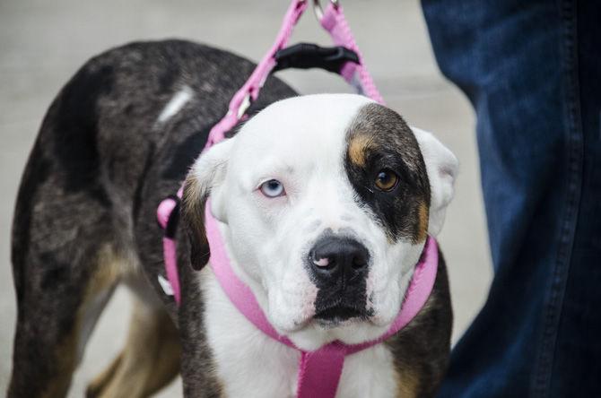 PHOTOS: Bark in the Park