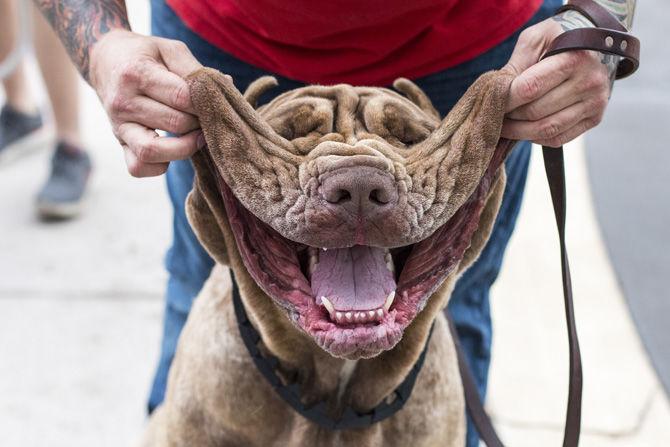 PHOTOS: Bark in the Park