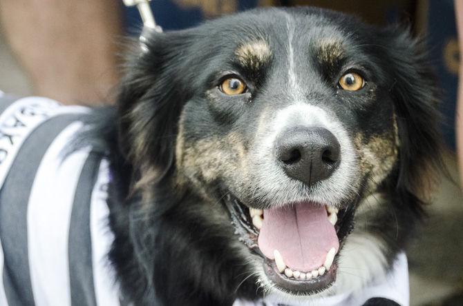 PHOTOS: Bark in the Park