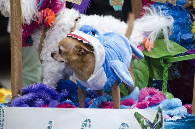 PHOTOS: Bark in the Park